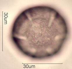 Yellow Monkeyflower Pollen