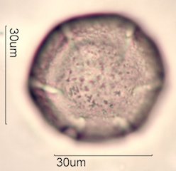 Yellow Monkeyflower Pollen