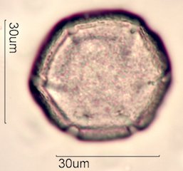 Yellow Monkeyflower Pollen
