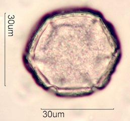 Yellow Monkeyflower Pollen