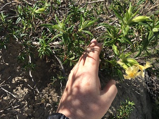 Yellow Monkeyflower
