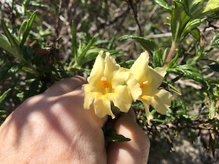Yellow Monkeyflower