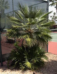 Miniture Date Palm
