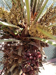 Miniture Date Palm
