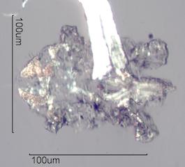 Indoor Mite
