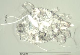 Indoor Mite