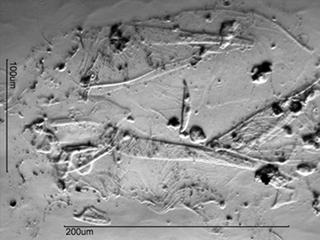 Mite Fragment