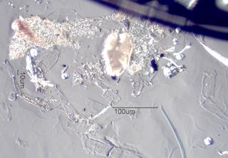 Mite Fragment