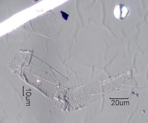 Mite Fragment