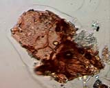 Mite