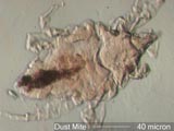 Mite