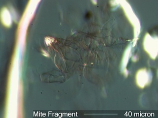 Mite Fragment