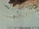 Mite