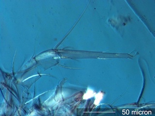 Mite