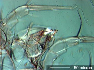 Mite