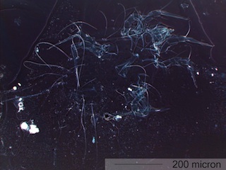 Mite
