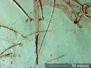 Mite