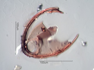 Mite Fragment
