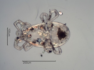 Indoor Mite