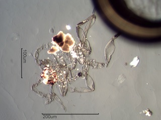 Indoor Mite