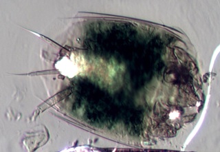 Oribata Mite