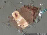 Mite