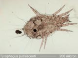 Mite Leg