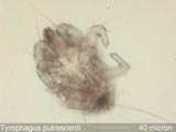 Mite Larva
