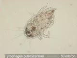 Tyrophagus Mite