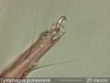 Tyrophagus Mite