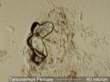 Tarsonemus Female Mite