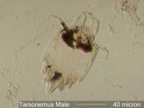 Tarsonemus Male Mite
