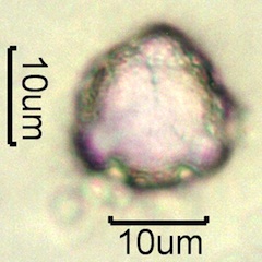 Mock Orange Pollen