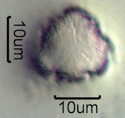 Mock Orange Pollen
