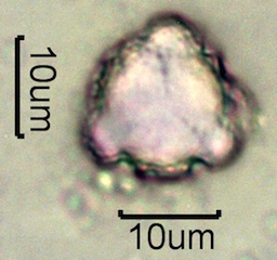 Mock Orange Pollen