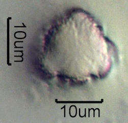 Mock Orange Pollen