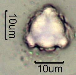 Mock Orange Pollen