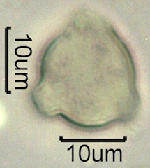 Mock Orange Pollen
