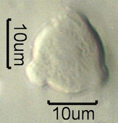 Mock Orange Pollen