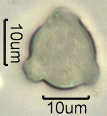 Mock Orange Pollen