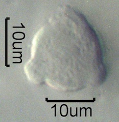 Mock Orange Pollen