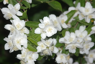 Mock Orange