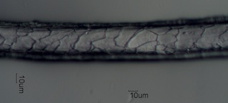 Mohair Cast of Cuticle