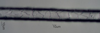 Mohair Cast of Cuticle