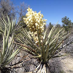 Mojave Yucca