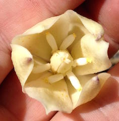 Mojave Yucca