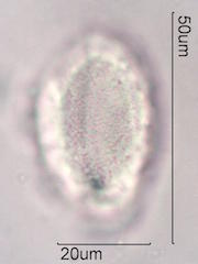 Mojave Yucca Pollen