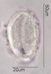 Mojave Yucca Pollen