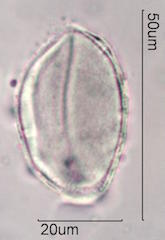 Mojave Yucca Pollen