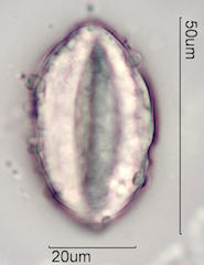 Mojave Yucca Pollen